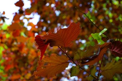 Close-up of dry maple leaves on tree