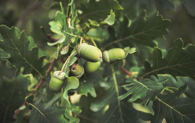 Close-up of acorns growing on tree