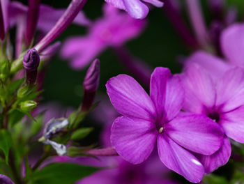 Close-up of pink flowering plants