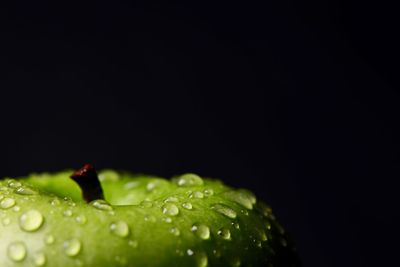 Close-up of water drops on leaf