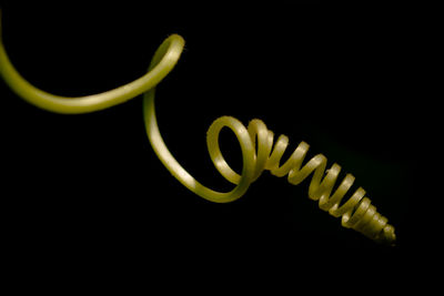 Close-up of coiled vine against black background