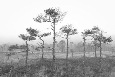 Trees on field against sky