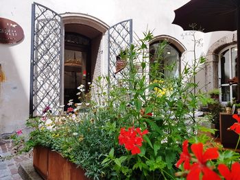 Potted plants against building