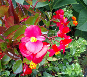 Close-up of pink flowers