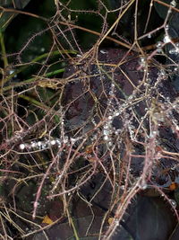 Close-up of spider web on plant