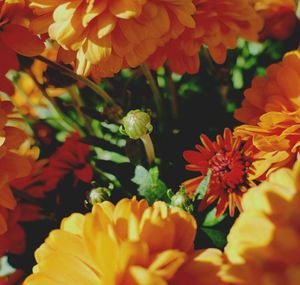 Close-up of flowers blooming outdoors