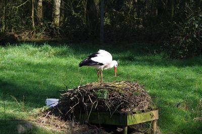 Bird perching on a grass