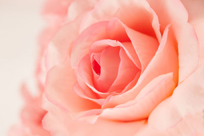 Close-up of pink rose