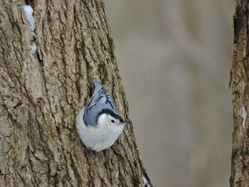 Close-up of bird perching on tree trunk