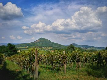 Scenic view of field against cloudy sky