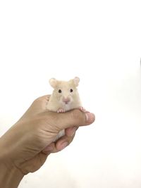 Low angle view of person hand against white background