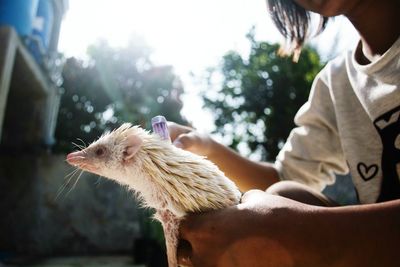 Midsection of girl brushing pet against trees