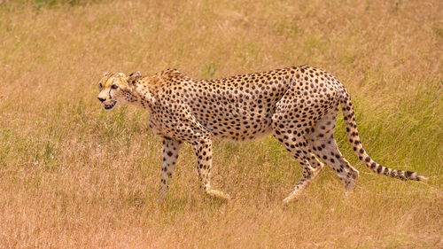 Full length of a cat