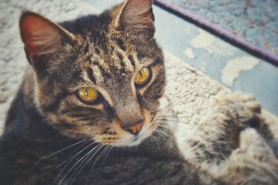 High angle portrait of cat sitting on street