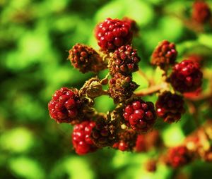 Close-up of berries growing on tree