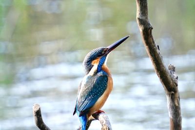 Bird perching on a branch