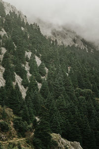 Pine trees in forest during foggy weather