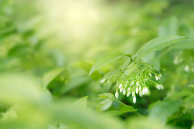 Close-up of green leaves