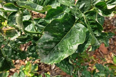 Plant disease on leaves rose, powdery mildew disease