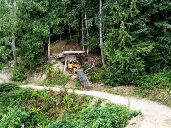 Plants growing on land by trees in forest