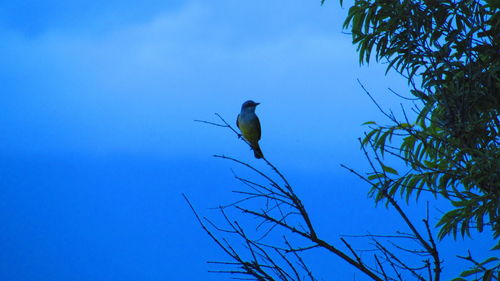 Low angle view of bird on tree