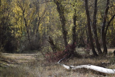 Trees in forest