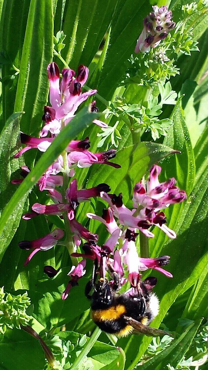 flower, freshness, growth, insect, leaf, animal themes, plant, fragility, animals in the wild, beauty in nature, nature, one animal, petal, green color, wildlife, close-up, blooming, pink color, pollination, focus on foreground