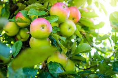 Close-up of apples on tree