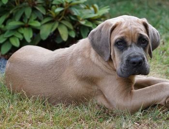 Portrait of puppy sitting on grass