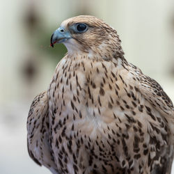 Close-up of eagle