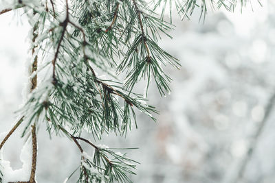 Fresh snow on branch of pine tree. copy space, selective focus