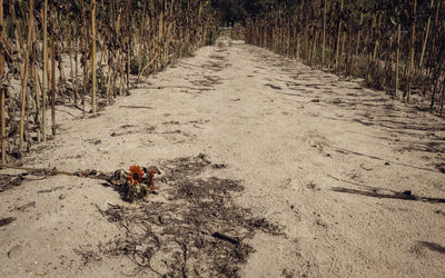 Dying sunflower field in a bone dry summer