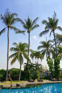 Palm trees by swimming pool against sky