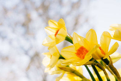 Close-up of yellow daffodils blooming outdoors