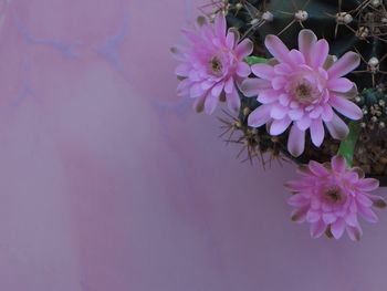 Close-up of pink flowering plant