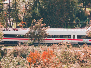 View of plants by trees during autumn