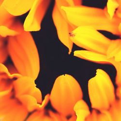 Close-up of yellow flower