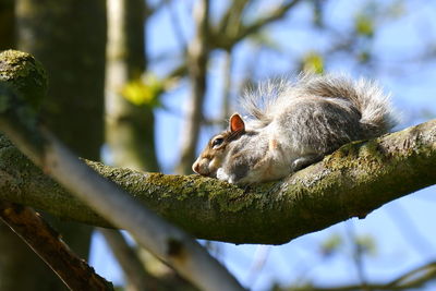 Low angle view of squirrel on tree