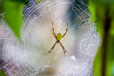 Close-up of spider on web