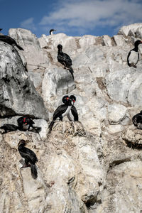 High angle view of birds on rock