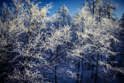 Low angle view of frozen trees in forest during winter