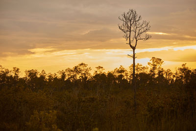 Scenic view of field against sky during sunset