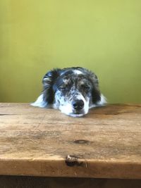 Portrait of dog relaxing on wood against wall