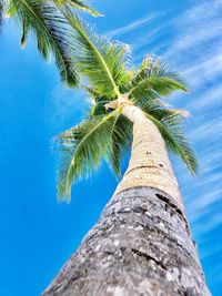 Low angle view of palm tree against blue sky