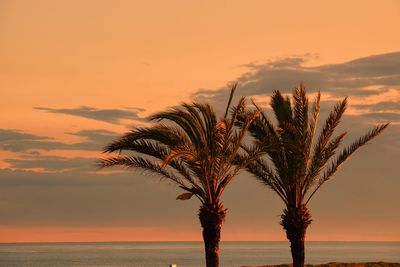 Palm tree by sea against sky during sunset