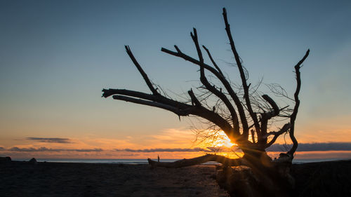 Silhouette tree on beach against sky during sunset