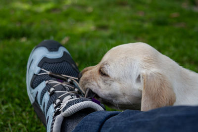 Yellow lab chewing shoelace of a sneaker