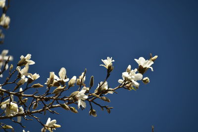Low angle view of cherry blossoms against clear blue sky