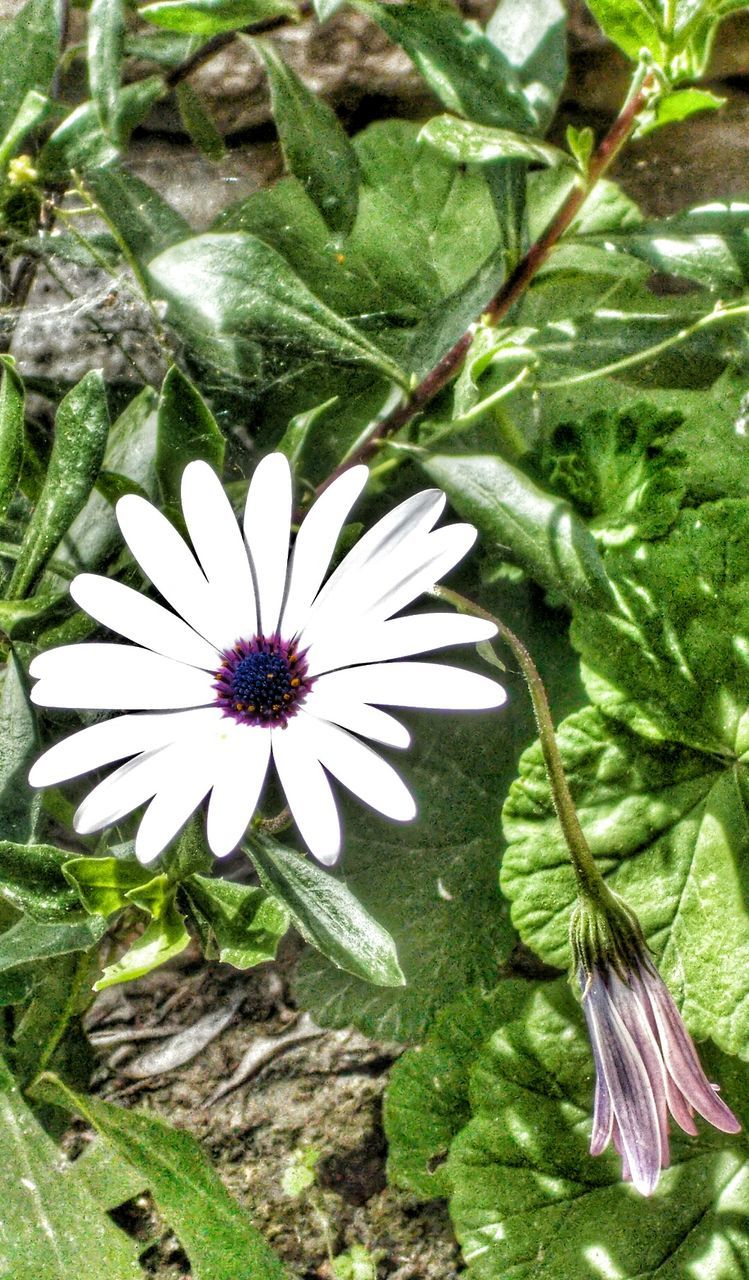 flower, growth, leaf, freshness, fragility, beauty in nature, petal, plant, nature, green color, blooming, high angle view, flower head, close-up, white color, in bloom, day, outdoors, single flower, no people