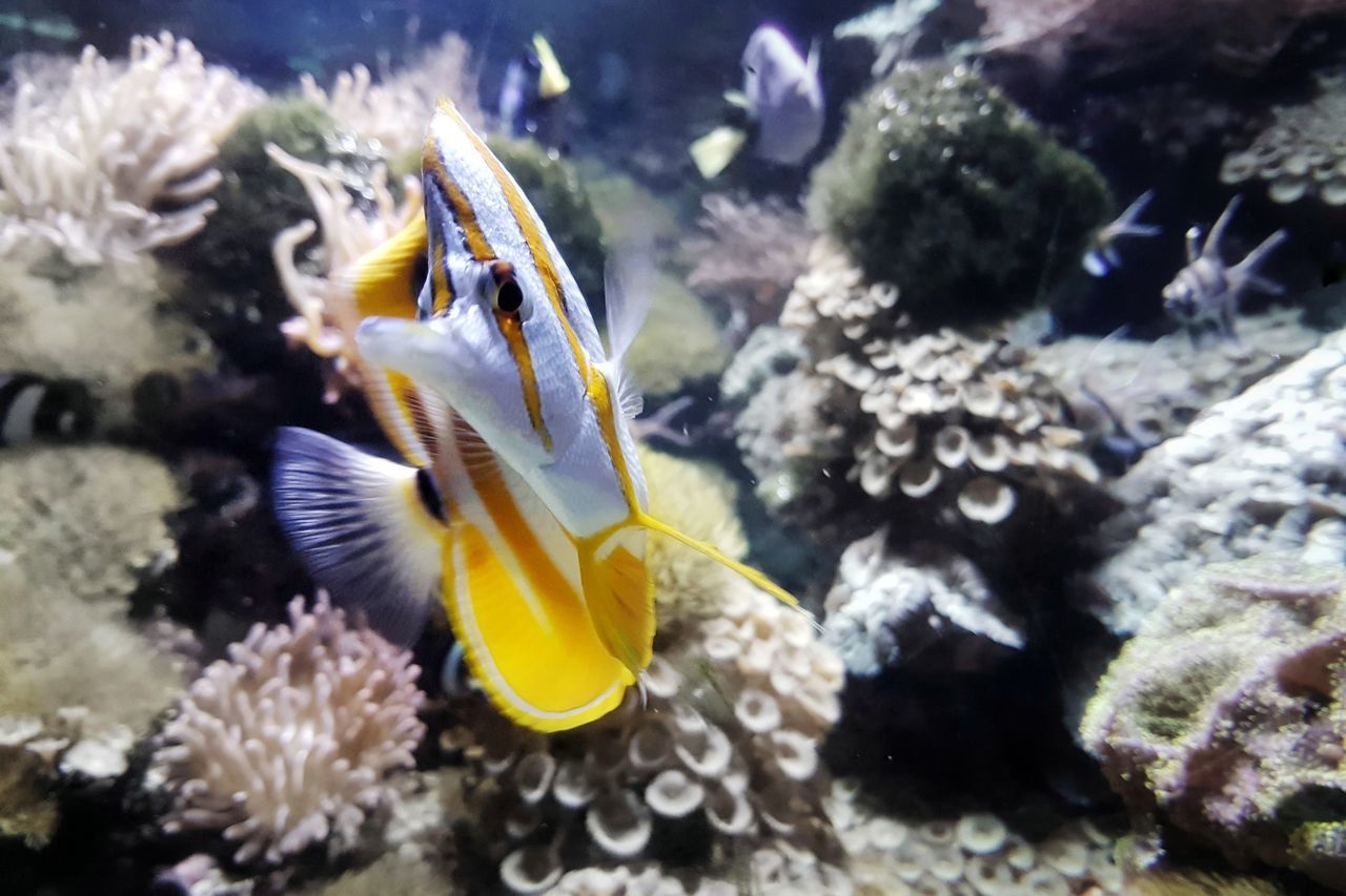 CLOSE-UP OF FISH IN SEA